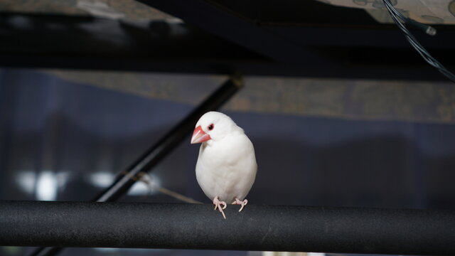 A white java finch standing on a gym