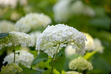 風景素材　鮮やかな紫陽花の花