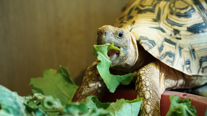 A leopard tortoise eating vegetable