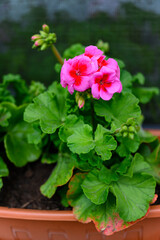 Colorful geranium flowers with green leaves.