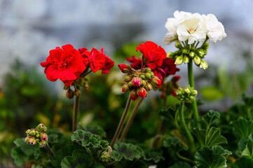 Colorful geranium flowers with green leaves.