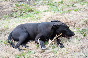 black labrador retriever