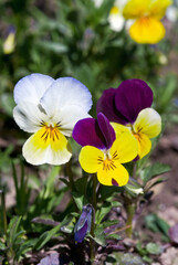 Obraz na płótnie Canvas Heartsease (Viola tricolor) in garden