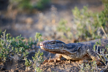 The desert monitor (Varanus griseus).

The desert monitor (Varanus griseus) is the biggest lizard in Central Asia.

