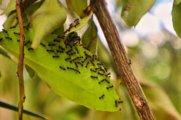 Ants gathering in a leaf