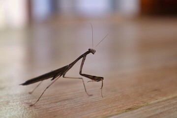 praying mantis on the floor