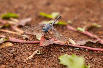blue dragonfly on the ground