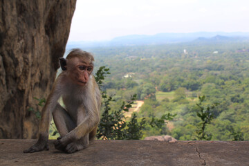 Sri Lankan macaque sitting on the rock fortress of Sigiriya