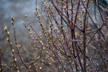 Spring. Swollen green buds on the bare branches of trees