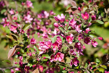 Spring. Bright pink apple blossoms on a background of green leaves.