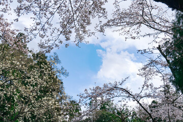 サクラとコブシに囲まれた空（岩殿観音正法寺）／埼玉県東松山市