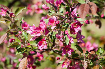Spring. Bright pink apple blossoms close up on a background of green leaves.