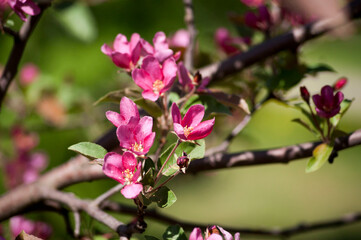 Spring. Bright pink apple blossoms on the branches close-up.