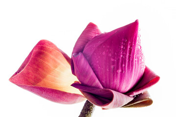 Decorated pink lotus isolated on white background