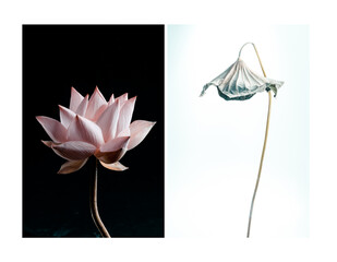 Lotus flower and leaf fine art