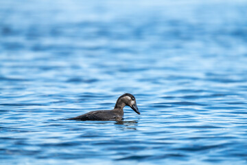 Water Foul on a calm day in the Salish Sea