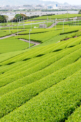 新茶の季節　緑茶　茶畑　茶葉