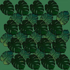 Vector illustration, Background with monstera leaves on a green background