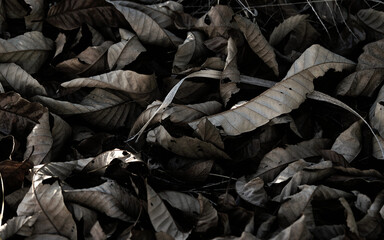 dry leaves