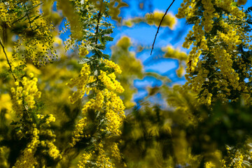 Fototapeta premium 大神のミモザ