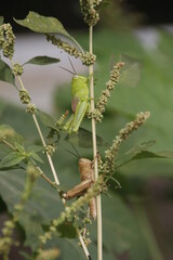 grasshopper on a leaf