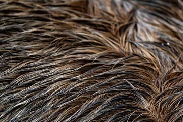 Texture close up of fur