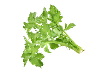 Fresh celery isolated on white background.