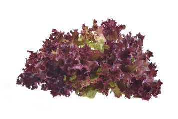 Red oak lettuce on white background. - obrazy, fototapety, plakaty