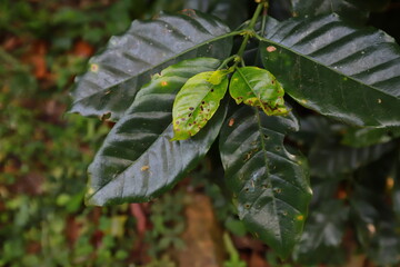 Plant disease of coffee leaf  in farm with Researcher.coffee plantation.harvesting Robusta and...