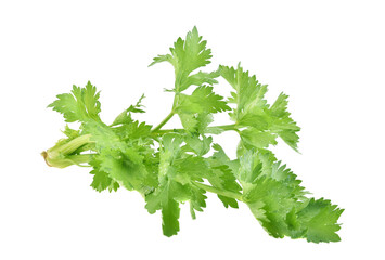 fresh celery with leaves isolated on white background
