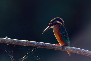 Fototapeta premium Kingfisher or Alcedo atthis perches on a branch