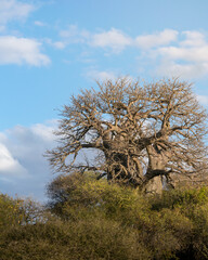Baobab tree (Adansonia) with blue sky and clouds. Arusha, Tanzania. Africa.