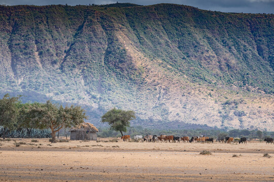 African herd of cows near a Maasai Boma and the foothills of a mountain. Arusha, Tanzania. Africa.