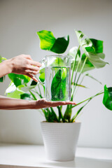 Female hands holding water jug in front of beautiful healthy monstera in a pot. Over white room wall. Distorted, refracted plant leaf image through transparent glass vessel