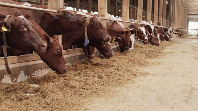 Tracking shot of multiple brown and white cows standing by fencing in barn, feeding