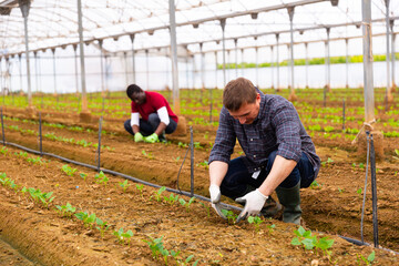 Skilled owner of greenhouse engaged in growing of organic vegetables, checking young seedlings