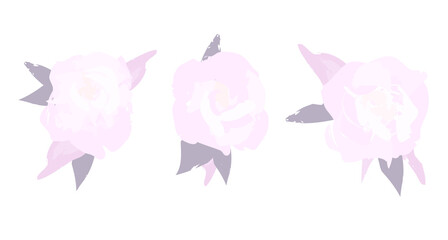 Delicate pink roses. Vector illustration.