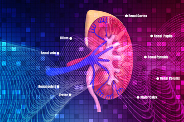 3d rendering human healthy kidneys