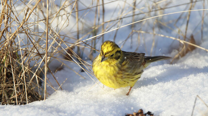 Goldammer im Schnee

