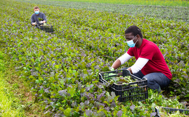 African american farmer wearing medical face mask harvesting red leaf mustard on vegetable plantation. Concept of work in context of coronavirus pandemic