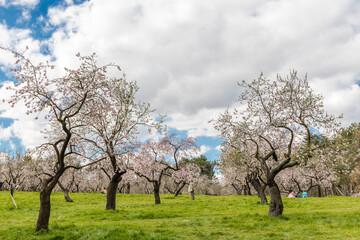 Fototapeta na wymiar Almond trees in bloom in the public park of Quinta de los Molinos in Madrid