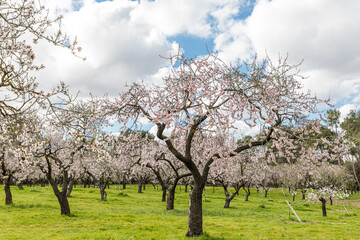 Almond trees in bloom in the public park of Quinta de los Molinos in Madrid