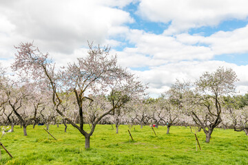 Obraz premium Almond trees in bloom in the public park of Quinta de los Molinos in Madrid
