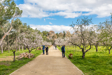 Fototapeta premium Almond trees in bloom in the public park of Quinta de los Molinos in Madrid