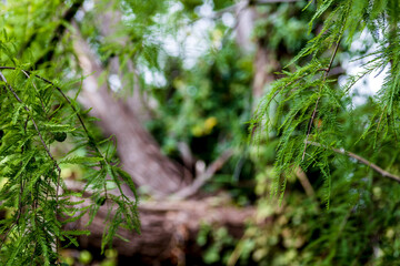 green branches hanging down on the blurred background