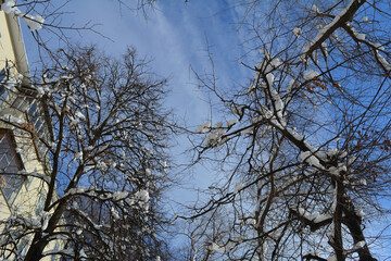 Winter in the city. View from below on trees covered by fresh snow