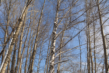 Fototapeta premium Snow on branches and trunks of poplar and birch trees in winter