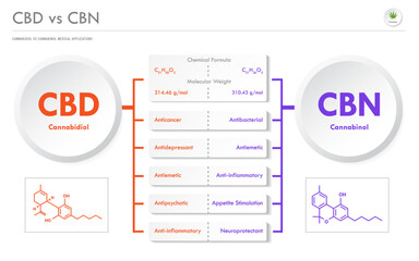 CBD vs CBN, Cannabidiol vs Cannabinol horizontal business infographic illustration about cannabis as herbal alternative medicine and chemical therapy, healthcare and medical vector.