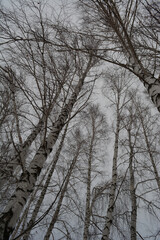 Birch trees in winter overcast day. View from below on tall woods