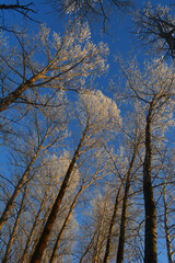 Winter tale. Tall poplar trees covered by hoarfrost against blue sky on sunset